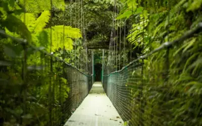 Taman Negara National Park
