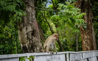 Wildlife Sanctuaries and Rescue Centers in Malaysia