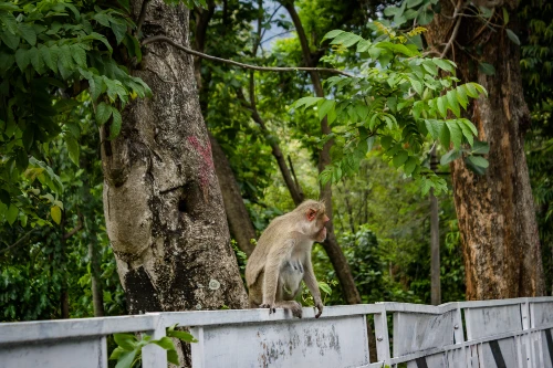 Wildlife Sanctuaries and Rescue Centers in Malaysia